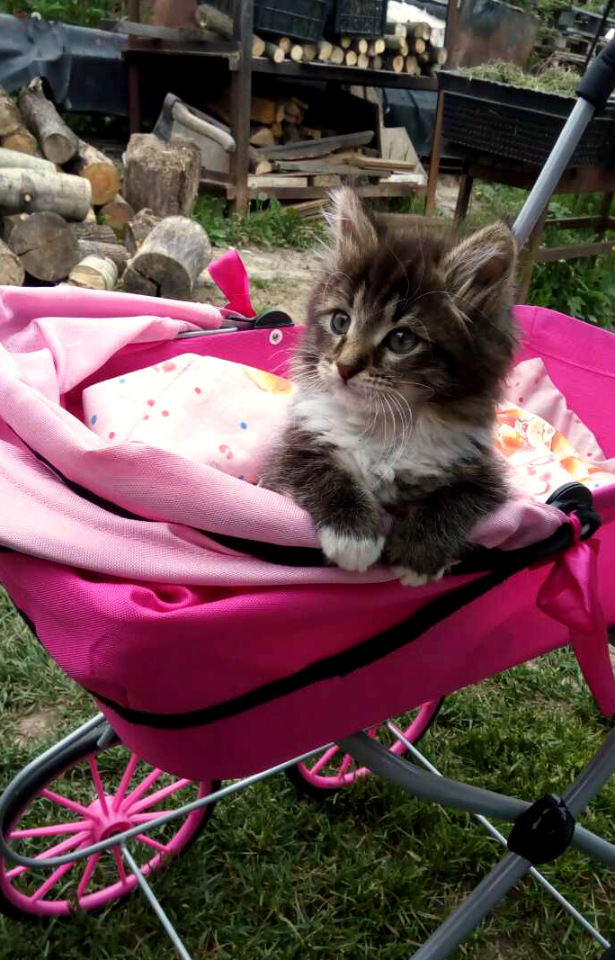 Лерочка и её куклы. Коллекционная кукла Лена Sissel Skille