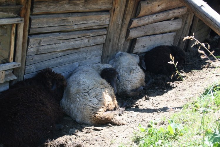 Как мы горы покоряли — Куклы Rosemarie Anna Muller (Мюллер): Вихтели (Wichtel)