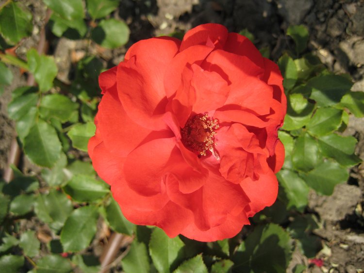 Вот такая вот Болгария — Туризм и путешествия: фотоотчеты из поездок (фото 8)