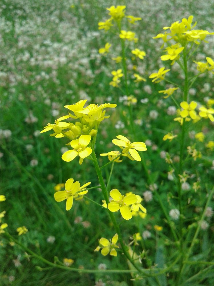 Псков: из лета в лето. Прогулки по городу и куклы