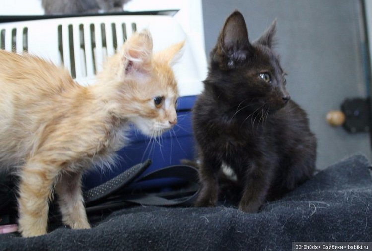 Не проходите мимо! Срочно нужна ваша помощь больным котикам и котятам (фото 10)