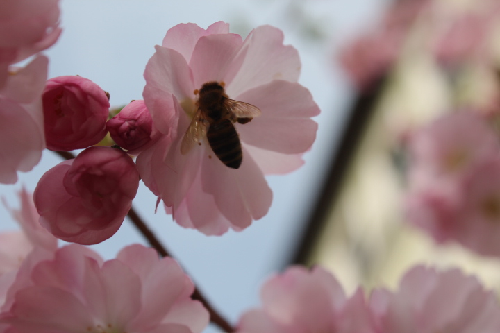 По Германии: весна в Лейпциге