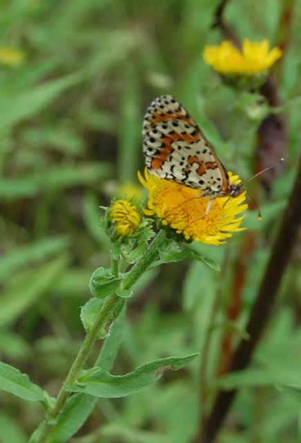 Воспоминание о лете. Джоанна от Susi Eimer (фото 7)