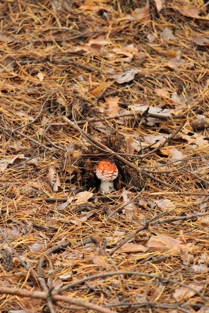 По грибы. Бузулукский бор