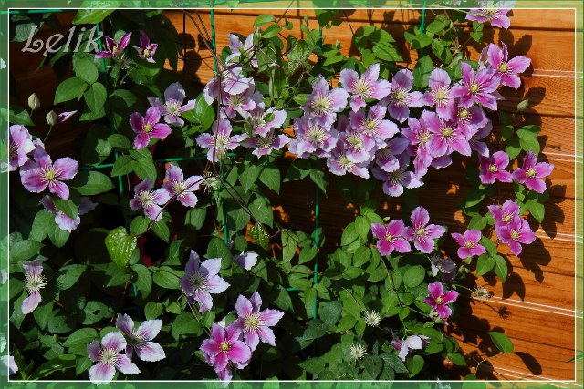 Цветочный рай, или новый наряд Ульяны (Pipa 2003 года, Gotz) | Бэйбики Цветочный рай, или новый наряд Ульяны (Pipa 2003 года, Gotz)