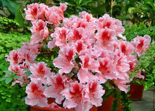 В нашем доме, поселилась чудная девочка - АЗАЛИЯ