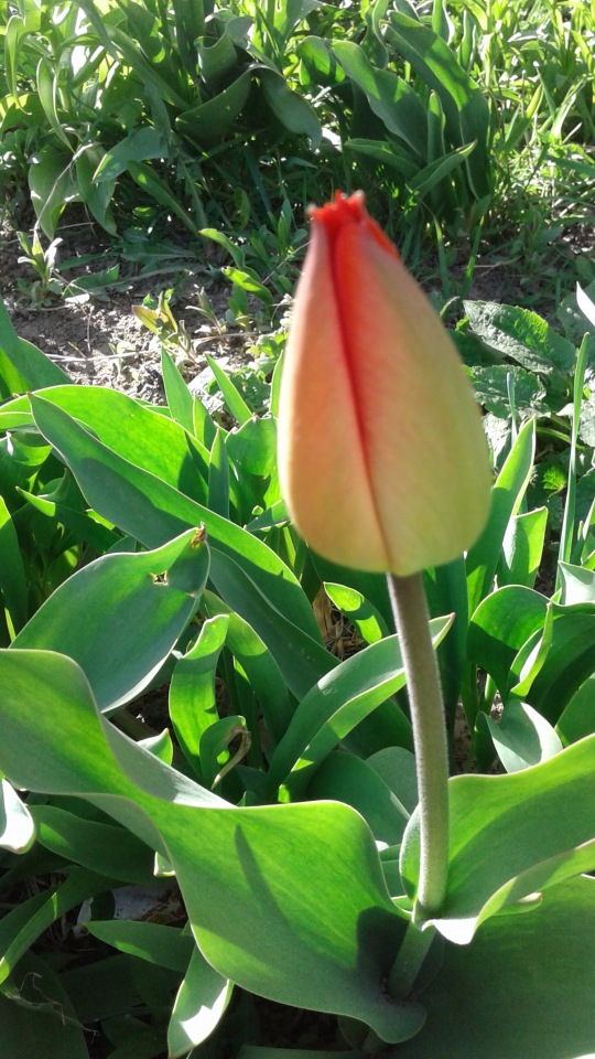 Природа Пскова: из весны в лето (фото 9)