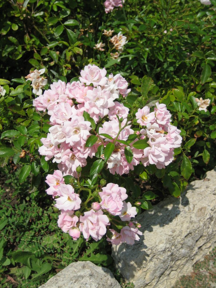 Вот такая вот Болгария — Туризм и путешествия: фотоотчеты из поездок (фото 10)