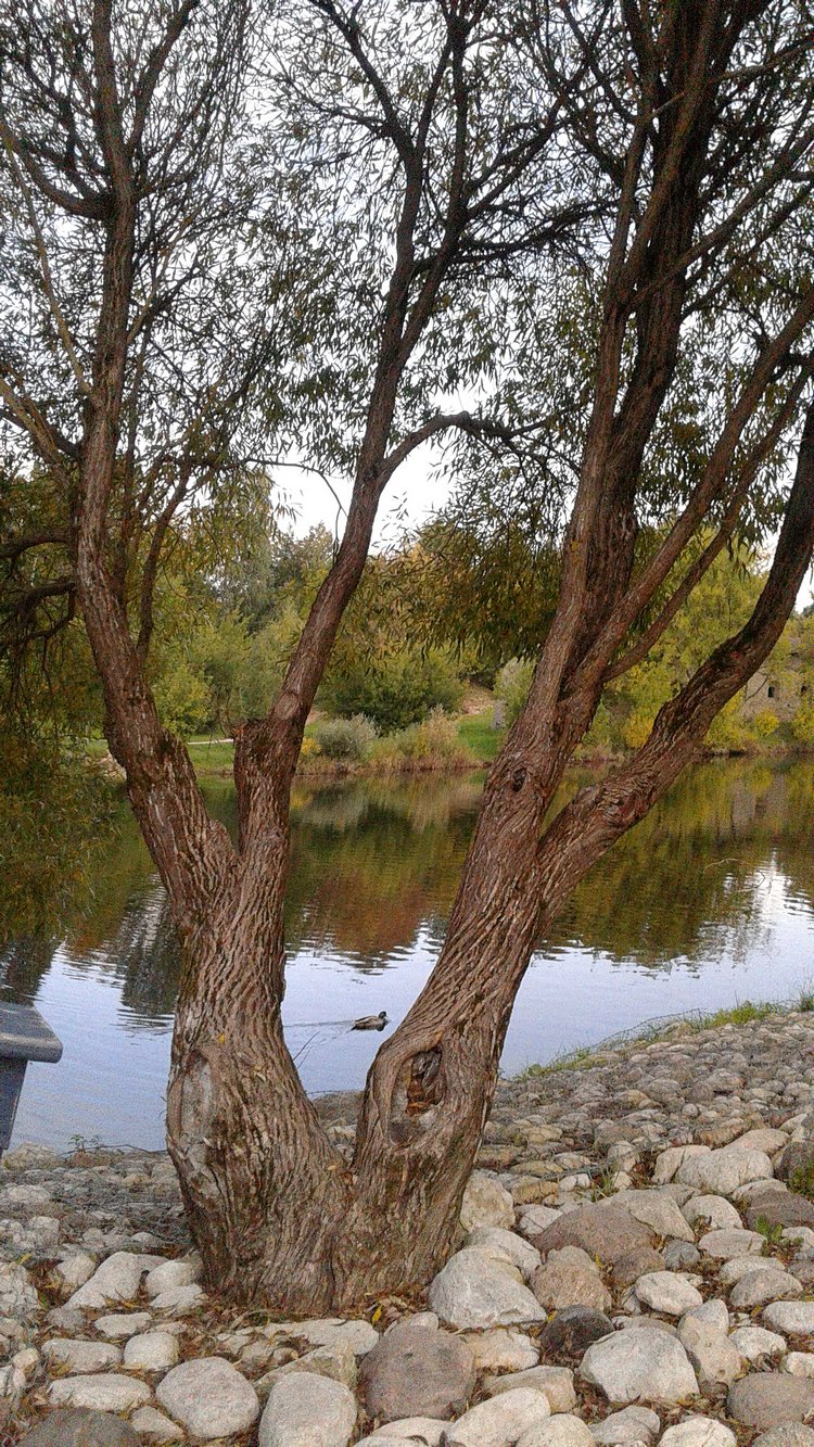Зимнее солнце. Глава 6. Дом там, где сердце