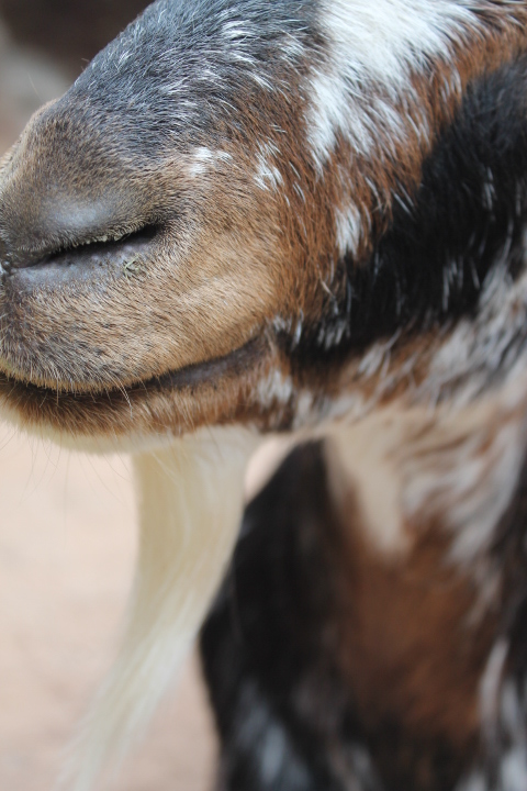 По Германии: зоопарк Лейпцига, часть 3