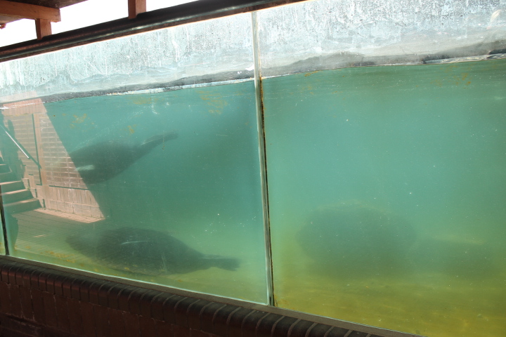 По Германии: зоопарк Лейпцига, часть 1