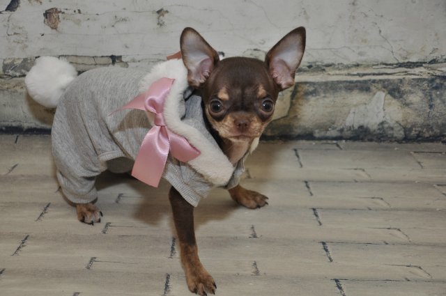 Лайла (Кайе Виггз) с Феней (чишечка). Надеюсь, что любителей собачек на сайте также много, как и поклонников кукол от Кайе