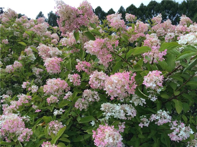 Светлая Галадриэль, или путешествие по Эльфийскому лесу