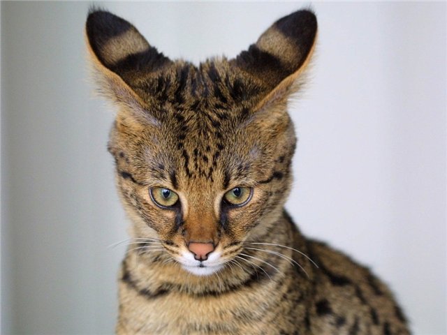 Кошачий позитив — Интересное и необычное: фотоподборки