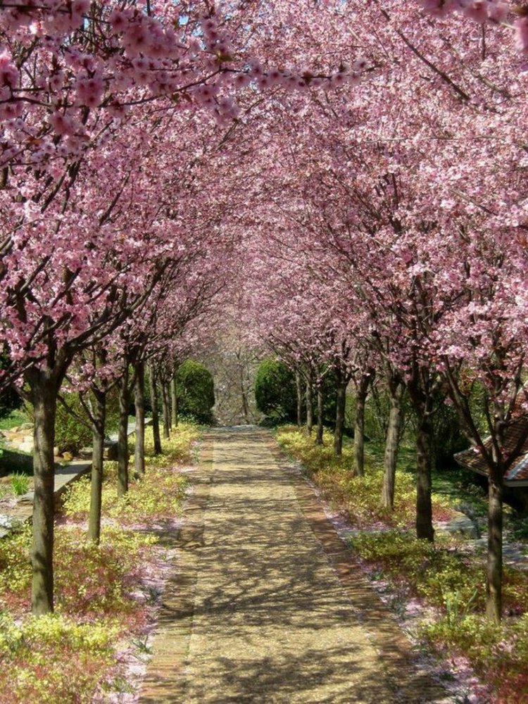 ЭНН ИЗ ЗЕЛЕНЫХ КРЫШ. ПОВАРЕННАЯ КНИГА. Рецепты из книги "Энн из Зеленых Крыш". Часть вторая