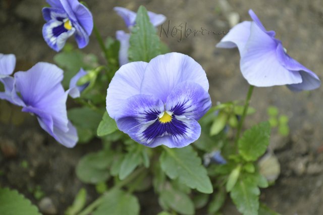 Яркие краски. Вихтели Rosemarie Anna Muller