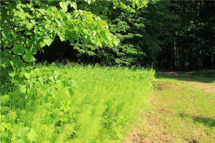 46-ой Пушкинский праздник поэзии в Берново. Часть первая