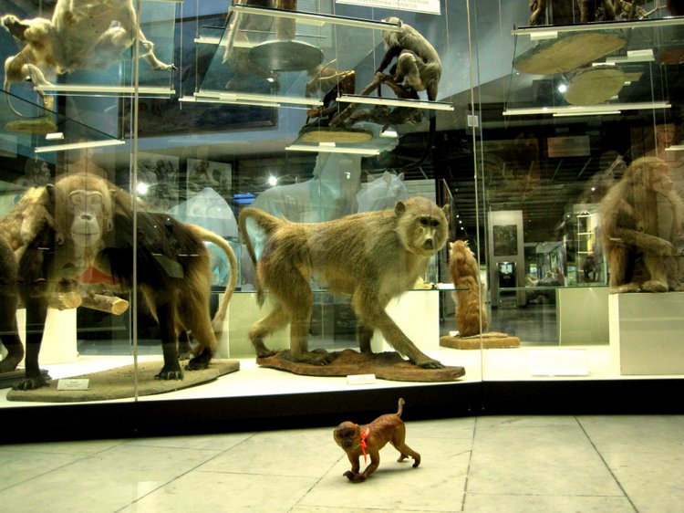 День в музее. Анжела в Государственном Дарвиновском музее