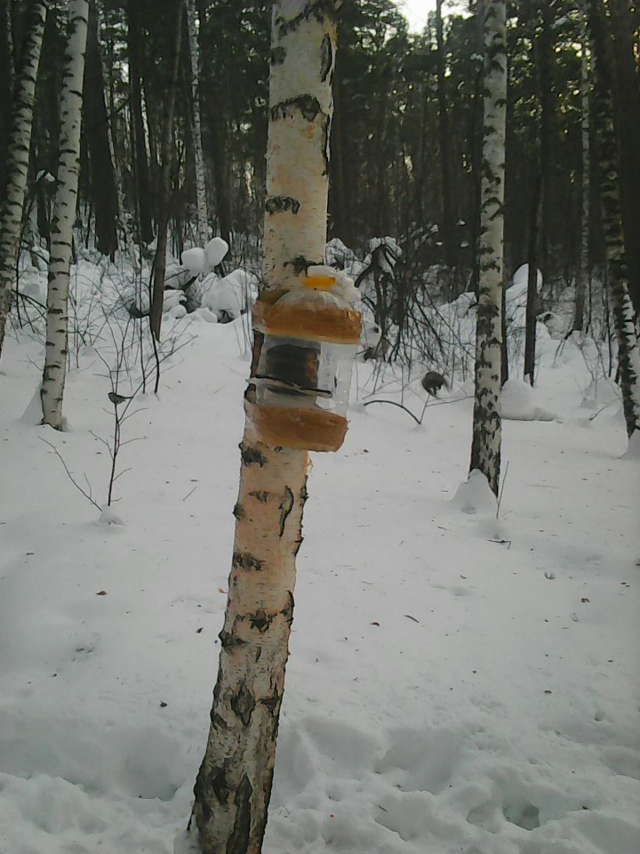 Интересное наблюдение за птицами у кормушки