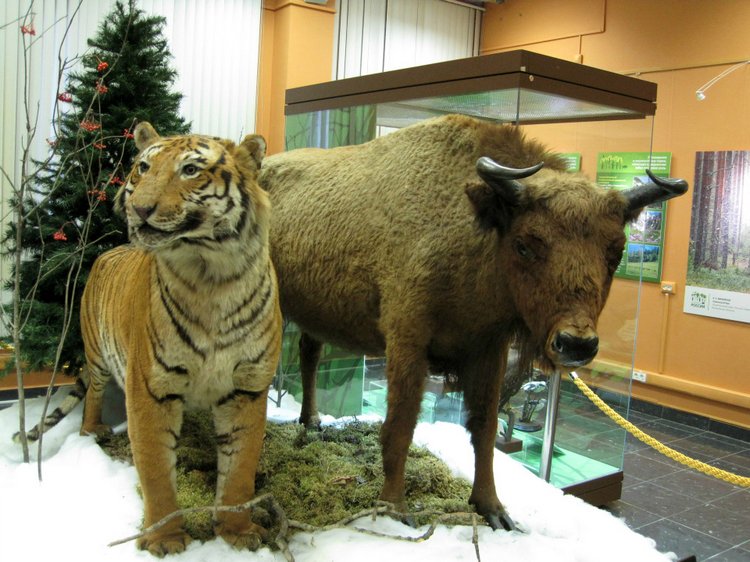 День в музее. Анжела в Государственном Дарвиновском музее
