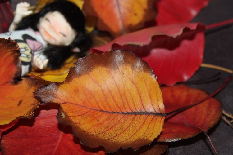 Осень в Австралии — Одежда и обувь для кукол BJD (БЖД): 1/3