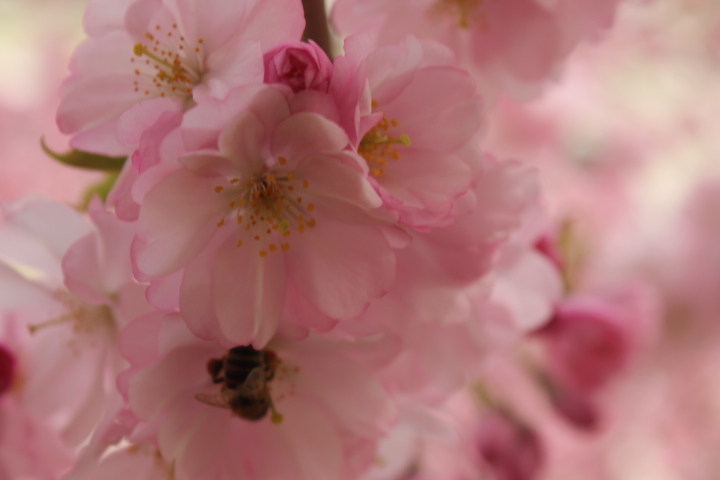 По Германии: весна в Лейпциге