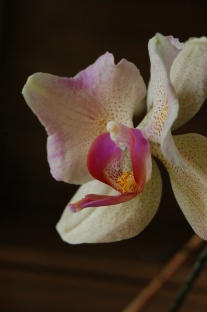 Где живут феи? Коллекционная кукла