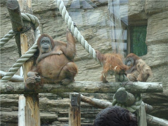 Наша традиционная майская прогулка по Московскому зоопарку (фото 9)