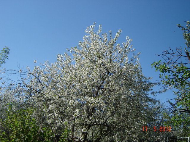 Две сестрицы Ллойда Миддлетона - настоящие принцессы