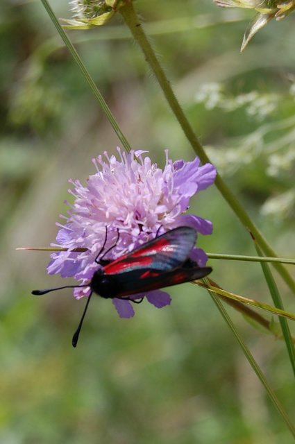 Путешествие по огромному миру! Ирис от E. Pfaffendorf и Тим от Susi Eimer