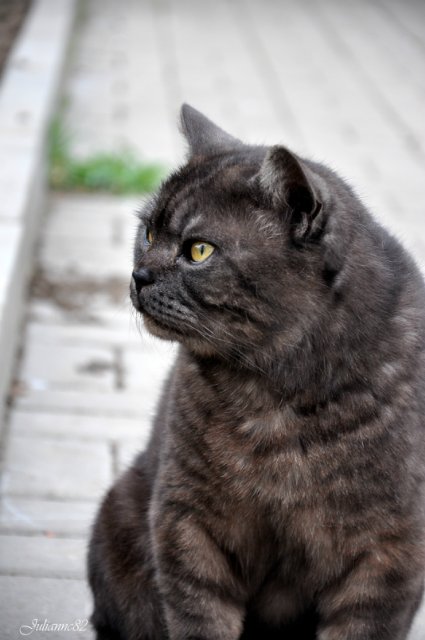 "Первый майский день..." Оливия от Helen KISH