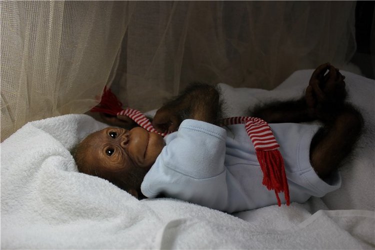 Гоша! Наш милый Гоша! Кукла реборн Анастасии Гангало (фото 5)