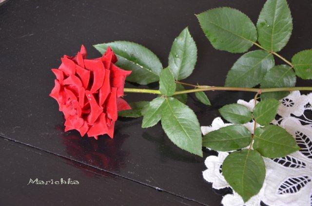 Талисса Kaye Wiggs - мой маленький цветочный эльфик