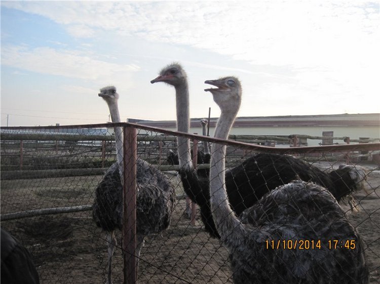 Дружок — Интересные игрушки и фигурки (разное): редкие