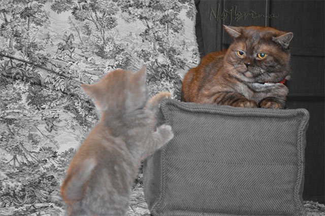 Серый кот. Вихтели Schildkroet (фото 4)