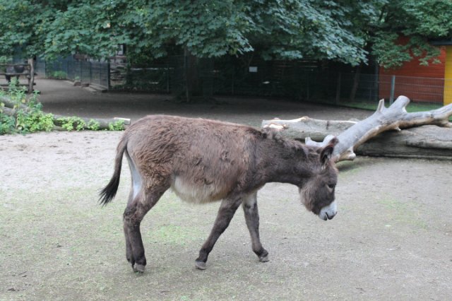 Раз, два, три, четыре, пять... Вышел ослик погулять