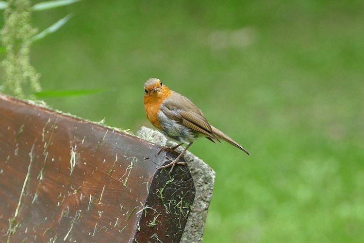 Hirschpark Hamburg. Олений парк. ВИДЕО