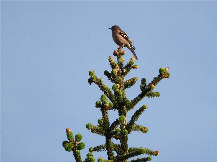 Любителям маленьких кукол