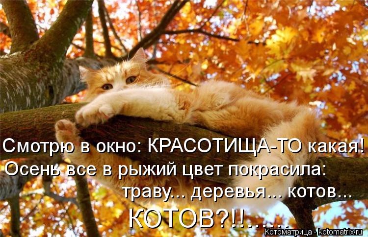 Субботний позитив! Фотографии с осенними животными! Осенняя котоматрица | Бэйбики Субботний позитив! Фотографии с осенними животными! Осенняя котоматрица (фото 10)