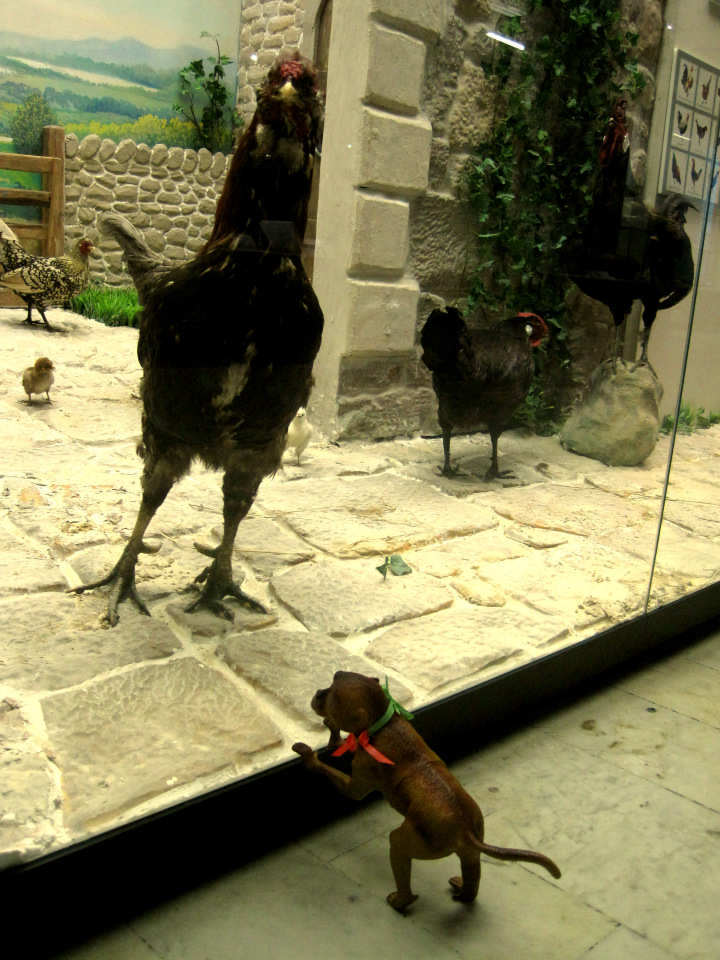 День в музее. Анжела в Государственном Дарвиновском музее