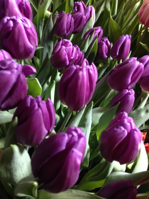 Поздравление с 8 Марта или "Репетиция весны в аптекарском огороде"