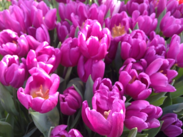 Прогулка Эмили в аптекарском огороде. H. Maciak | Бэйбики Прогулка Эмили в аптекарском огороде. H. Maciak