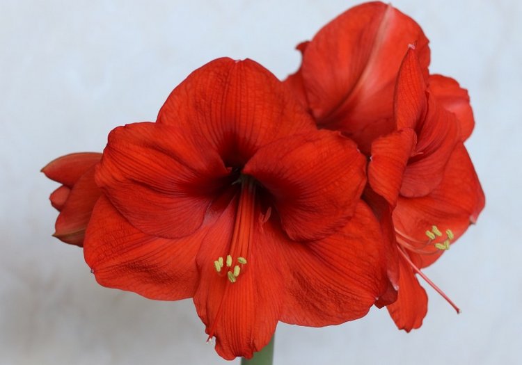 Маленькие мышки и большие прекрасные цветы