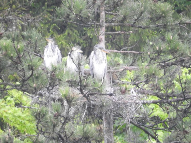 Любителям птиц. Серая цапля Словении