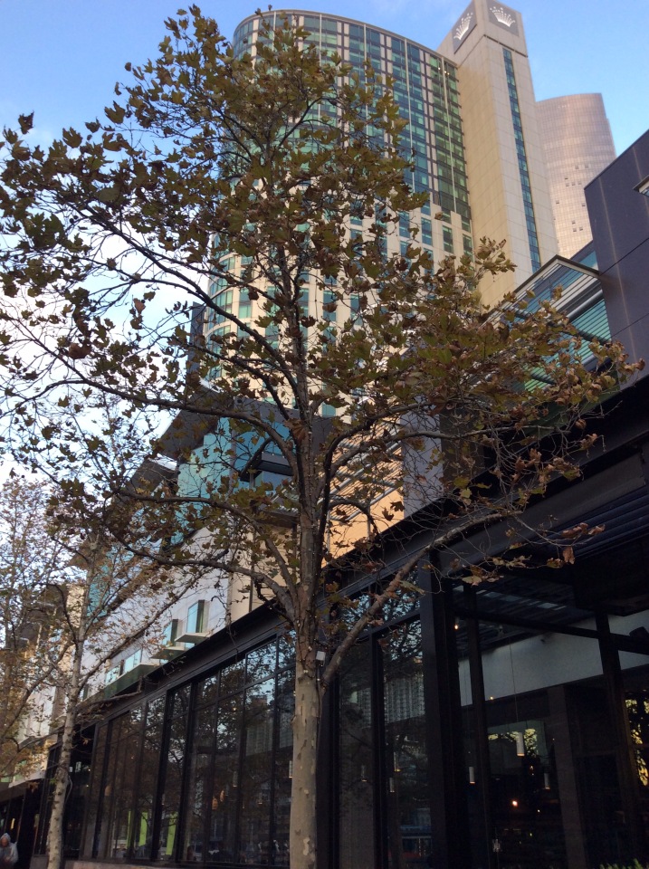 Осень в Австралии — Одежда и обувь для кукол BJD (БЖД): 1/3