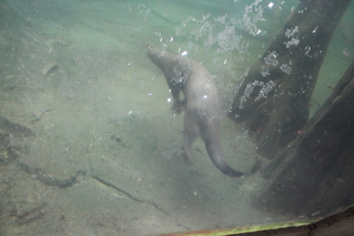 По Германии: зоопарк Лейпцига, часть 2