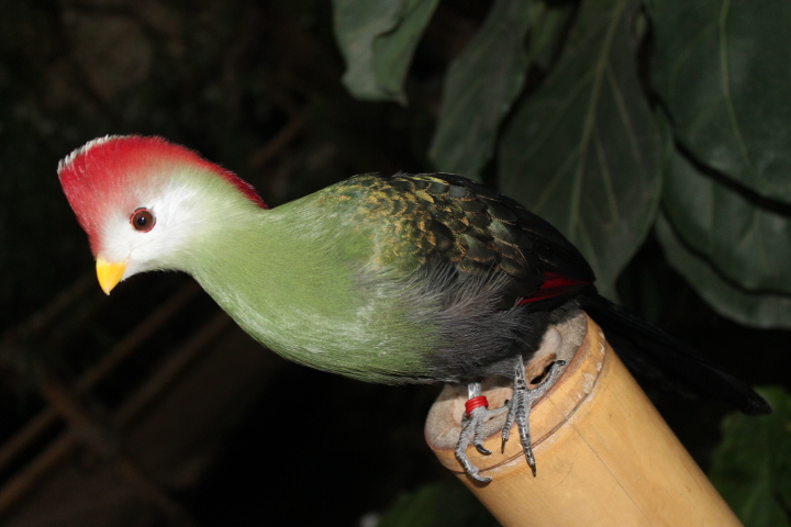 По Германии: зоопарк Лейпцига, часть 2