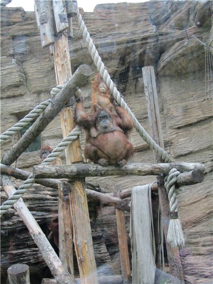 Наша традиционная майская прогулка по Московскому зоопарку