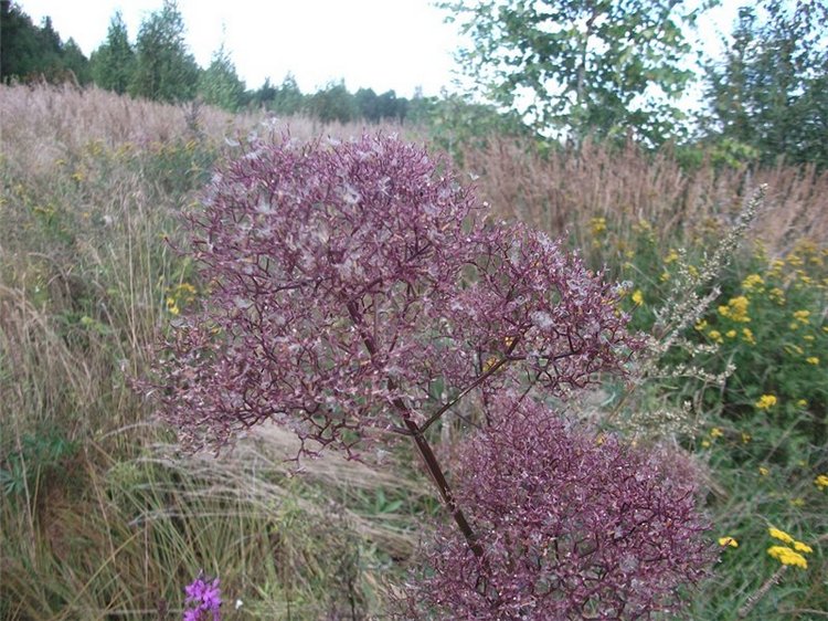 Миша-Мишанька-Моя любимая игрушка детства