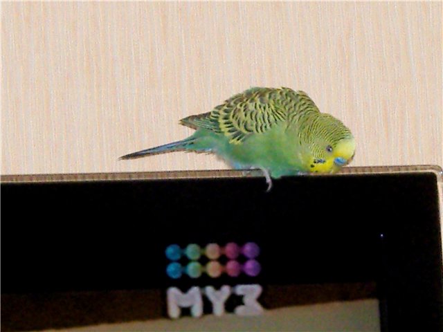 Мои любимые свинтусы Арлекин, Домино, Кёрли и Кума (фото 4)